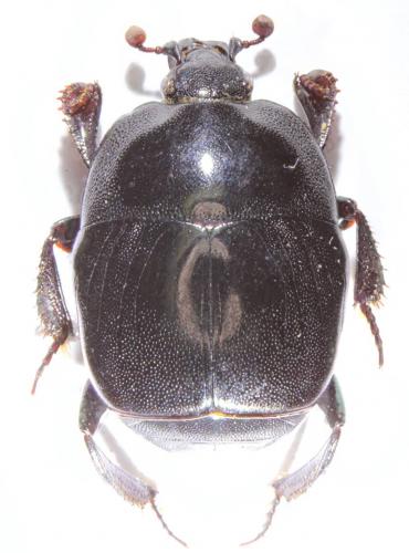 Saprinus furvus